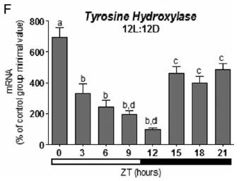 Tyrosine hydroxylase