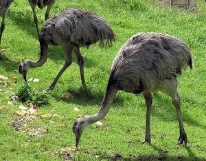 The Rhea, a flightless bird which resembles an ostrich.