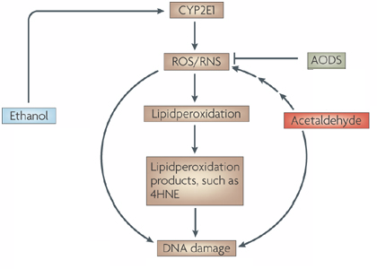 CYP2E1 lipid peroxidation