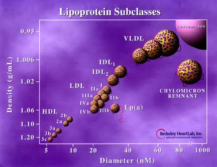 lipid hypothesis means