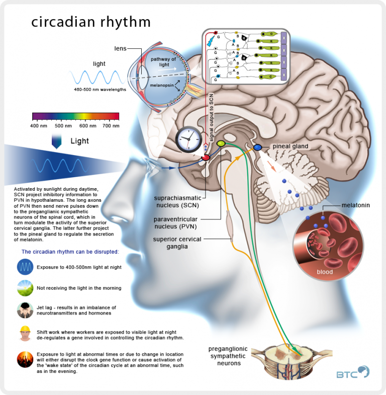 circadian-rhythm-the-poor-misunderstood-calorie-page-6