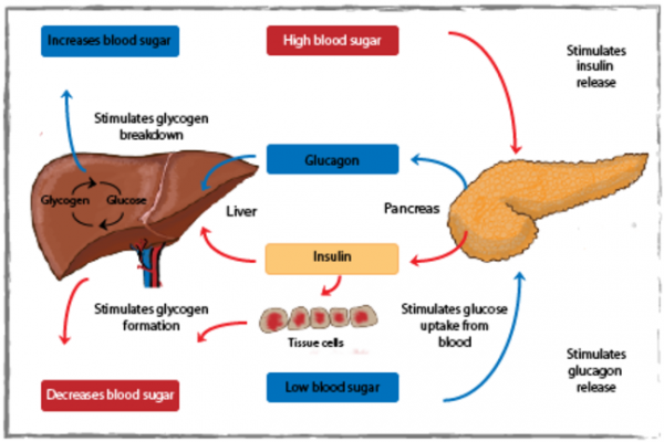 the-three-diet-studies-everyone-is-talking-about-direct-pure-and