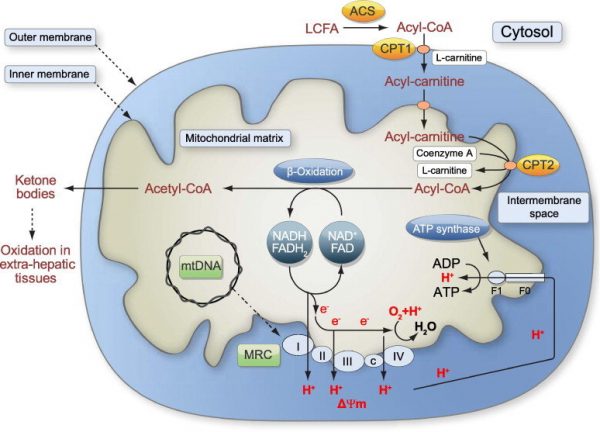 Effects of ketone bodies on endurance exercise | The poor ...